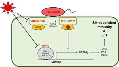 Climate change impedes plant immunity mechanisms